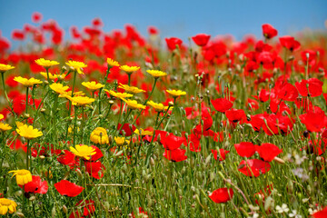 yellow and red blooming flowers in the field