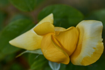 Close view of a yellow close rose