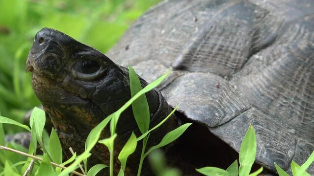 Extreme closeup of the head and face of an endangered wood turtle in a West Virginia forest.