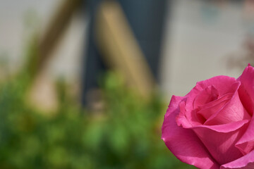 Pink rose in the right bottom corner in a blurred background