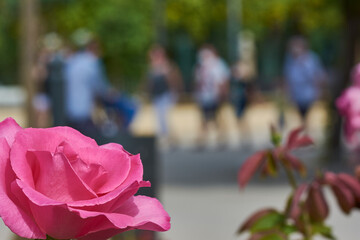 Pink rose in the left bottom corner with a blurred street in the background