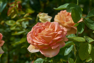 Orange rose with many petals with a green background