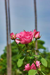 Pink roses and some cocoons with some palm trees in the background