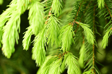 Spruce branch with young shoots of needles. Natural light green color.