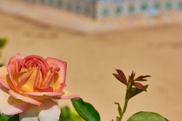 Orange rose in the left bottom corner