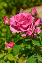 Pink rose and some cocoons with a green background