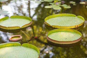 decorative lilies on the lake