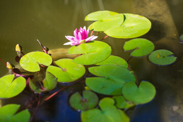 decorative lilies on the lake