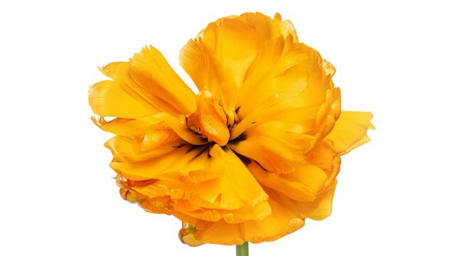Opening of a beautiful large yellow Tulip flower on a white background. The Variety Golden Ducat. Springtime. Holiday. Celebration, Love, birthday Timelapse. Close up. 4K