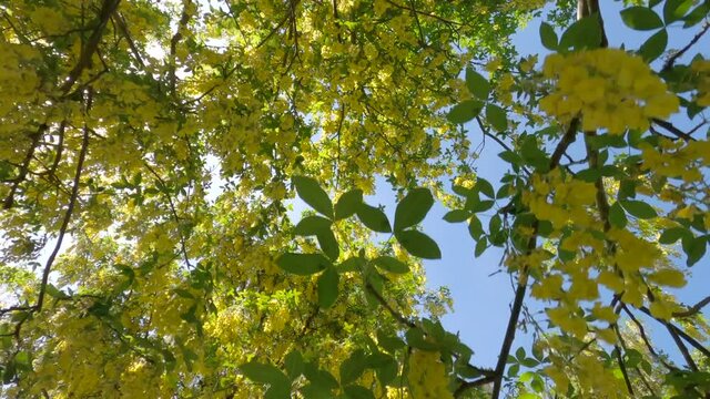 Yellow Laburnum Trees gimbal shot 4K UHD. A moving camera shot under yellow Laburnum trees. 4K UHD.
