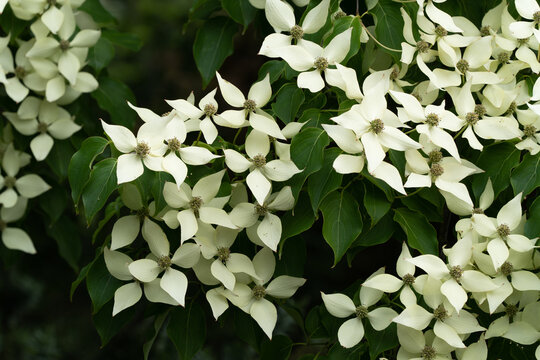Dogwood blooming in the Spring in Portland, Oregon