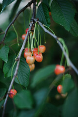 Cherry ripe in the country on a branch with a blurred green background