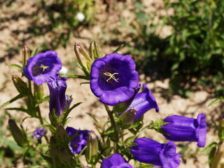 Campanula medium | Campanule carillon ou campanule à grosses fleurs bleu violacé en clochettes groupées en épis sur tige au feuillage vert poilu