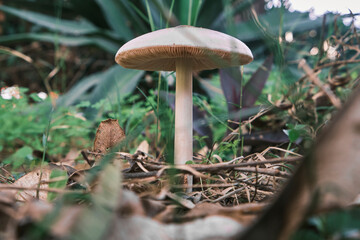 mushroom in the forest floor