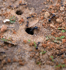 ants on the ground