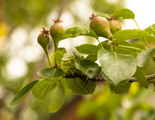 Green pears in the tree, in the process of growing