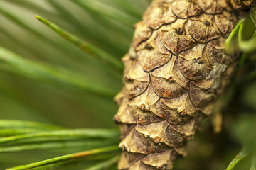 close up of pine cone