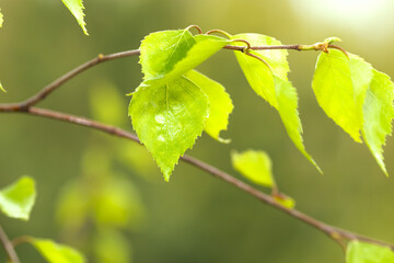 green leaves on a tree