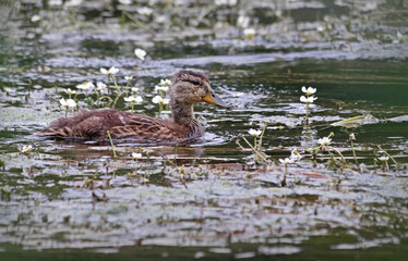 Cute and tiny little mallard ducklings (Anas platyrhynchos) swimming in the river surrounded by white flowers floating in the water, searching for food.  Small baby duck swimming.