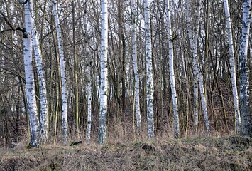 forest and birches