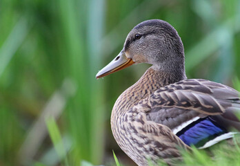 Beautiful wild female mallard duck (Anas platyrhynchos) resting on the grass looking calm and relaxed. Duck cleaning its feathers. Blurry gras in the foreground. Galicia, Spain. 
