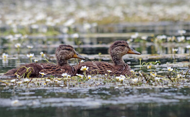 Cute and tiny little mallard ducklings (Anas platyrhynchos) swimming in the river surrounded by white flowers floating in the water, searching for food.  Small baby duck swimming.