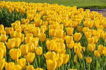 A bed of yellow tulips in spring in sunny weather.