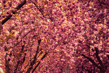 Kirschblüte Bonn