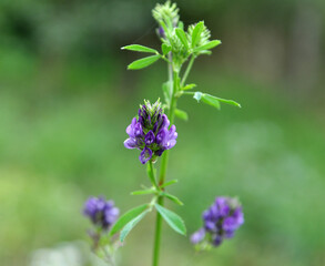 The field is blooming alfalfa