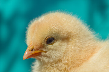 Little baby chicken on blue background close up