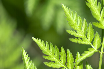 close up of green leaves