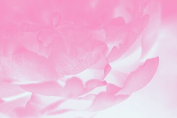 Pink peony flower. Soft focus, pink floral background, toned