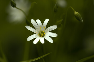 daisy flower in the garden