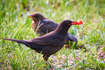 Common blackbird feeding chick with strawberry (Turdus merula)