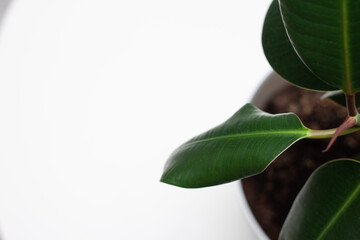 flowerpot leaves in a white pot