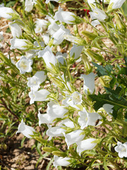 (Campanula medium) Campanule carillon ou Campanule à grosses fleurs blanches, bord ourlé, en...