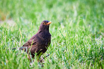 Common blackbird bird closeup (Turdus merula)