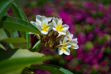 White plumeria blooms closeup sunny day. Selective focus