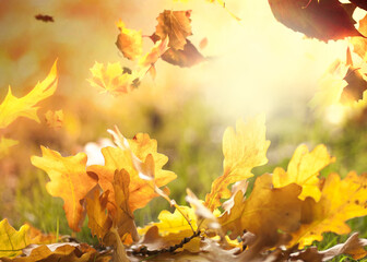 Autumn Golden leaves lie on the green grass and yellow leaves from trees fall into the grass. Oak leaves. Maple leaves.