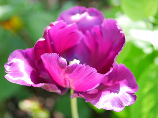 Fototapeta premium Blüte, lila Tulpe, vilolett