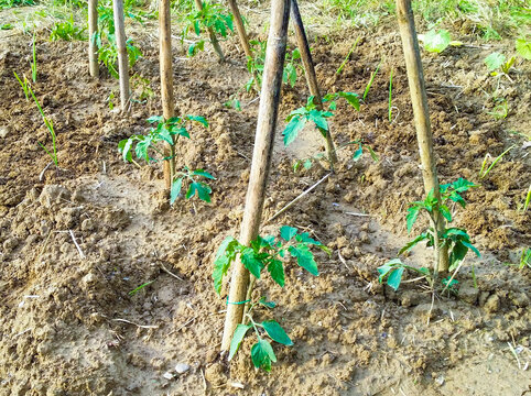 vegetable garden for your sustainable agriculture, growing tomatoes