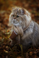 Naklejka na ściany i meble British long-haired cat in a scarf in the fall sits in the forest in the leaves