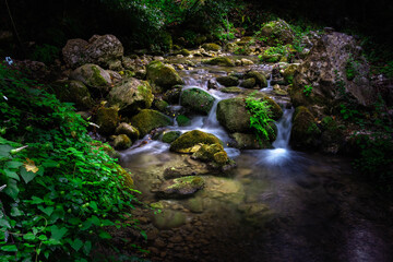 Naklejka na ściany i meble Mountain river flowing through the green forest. Stream in the wood. Outdoor, scene. Mountain river flowing through the green forest