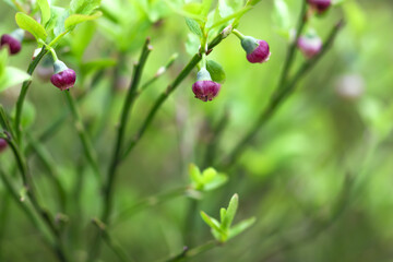 red berries on a green background