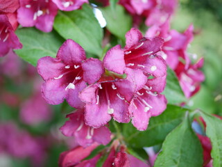 rote Blüten Blume Garten 