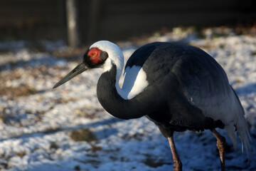 White-naped Crane (Grus vipio) in nature, portrait