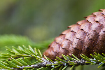 close up of a pine cone
