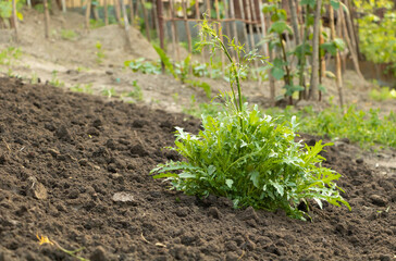 Arugula grows vigorously in the garden with many leaves