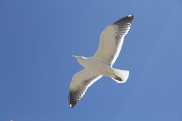 seagull in flight