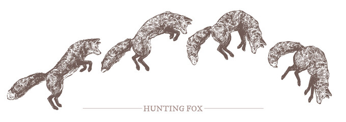 Jumping hunting fox in different motion phases. Sketch hand drawn engraved illustration of predator animal. Monochrome drawing